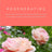 Hydrating Facial Mist - Rose + Calendula *Box not included*-Facial Mist-AlchePharma