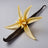 Whipped Grass-Fed Tallow Balm with Vanilla Bean